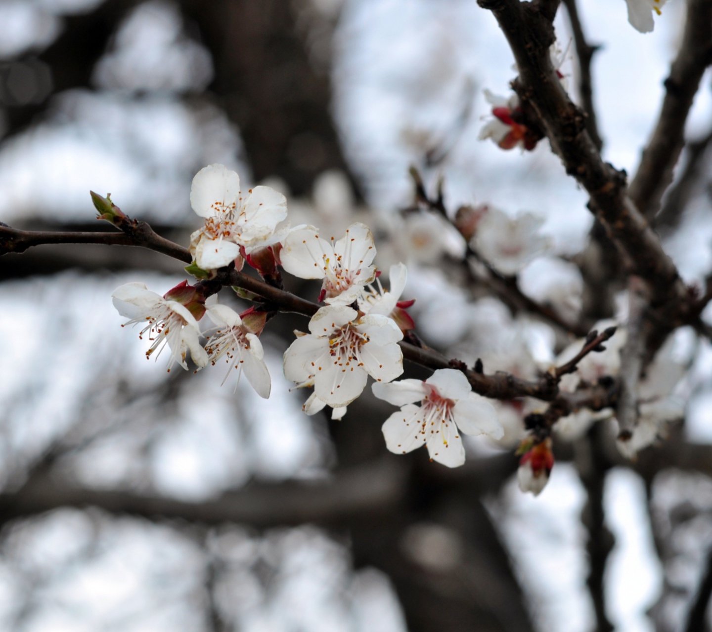 Das Spring Blossom Wallpaper 1440x1280