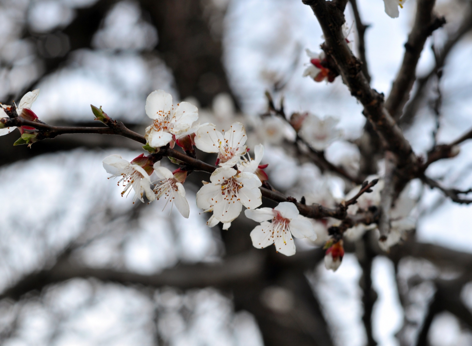 Spring Blossom screenshot #1 1920x1408