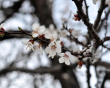 Spring Blossom screenshot #1 220x176