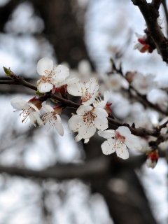 Spring Blossom screenshot #1 240x320