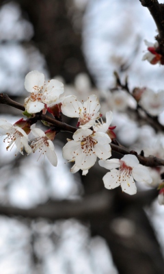 Spring Blossom screenshot #1 240x400