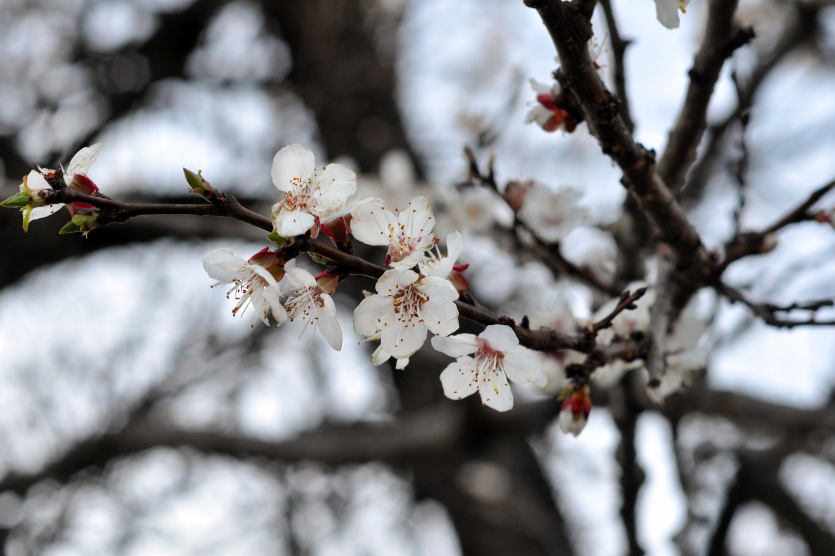 Fondo de pantalla Spring Blossom 2880x1920