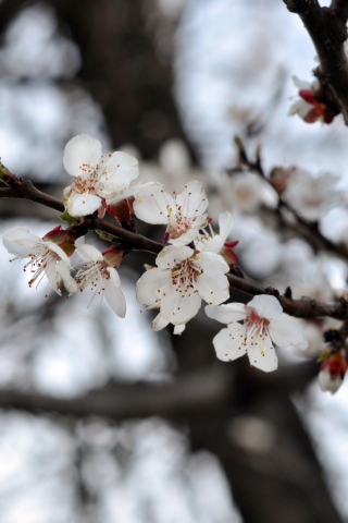 Spring Blossom screenshot #1 320x480