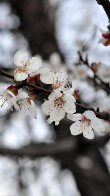 Spring Blossom wallpaper 360x640