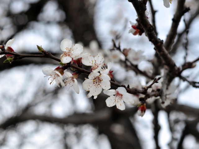 Обои Spring Blossom 640x480