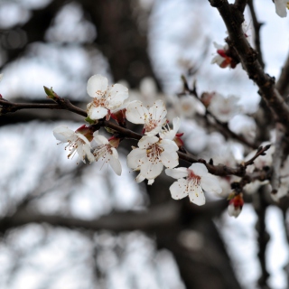 Spring Blossom sfondi gratuiti per iPad mini 2