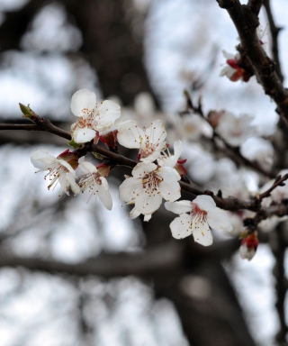 Spring Blossom papel de parede para celular para iPhone 4