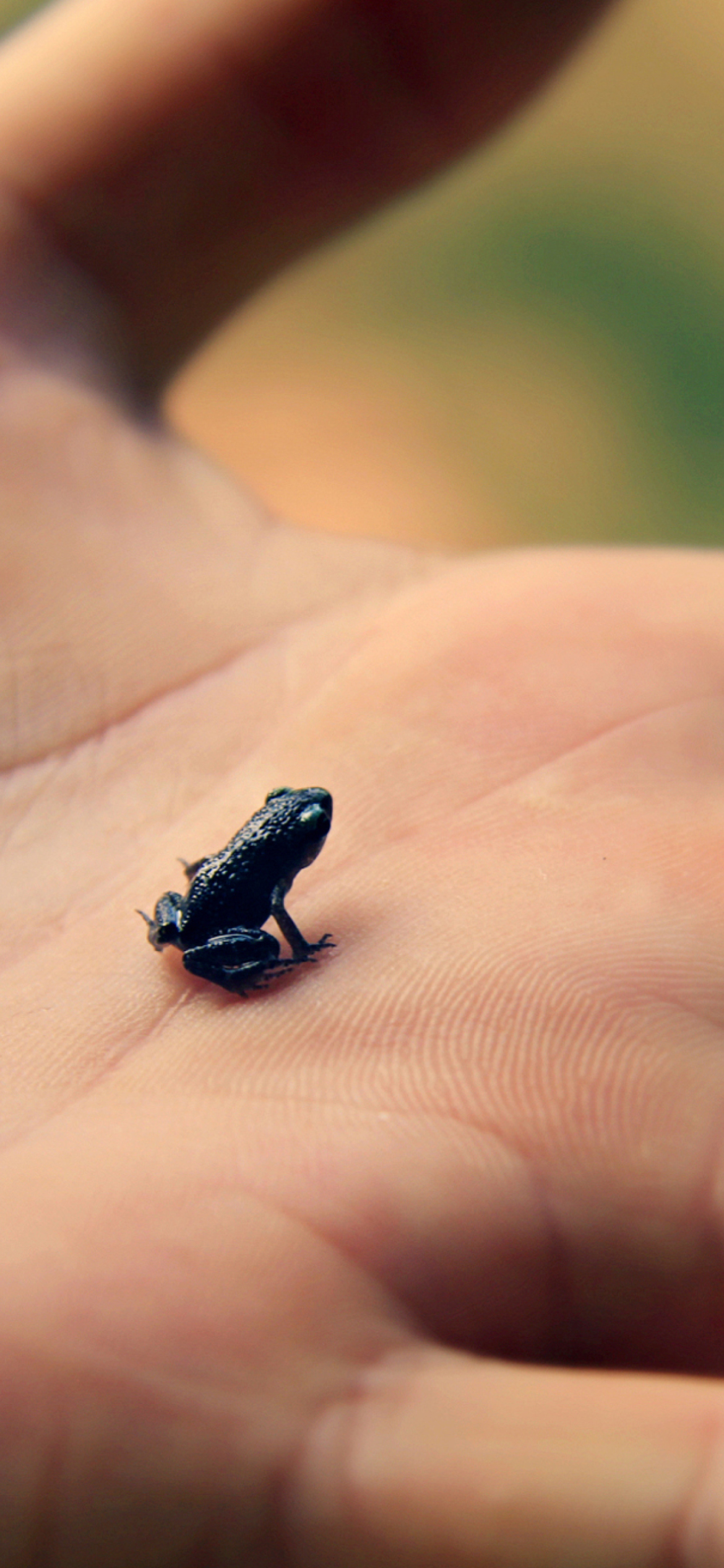 Little Black Frog screenshot #1 1170x2532