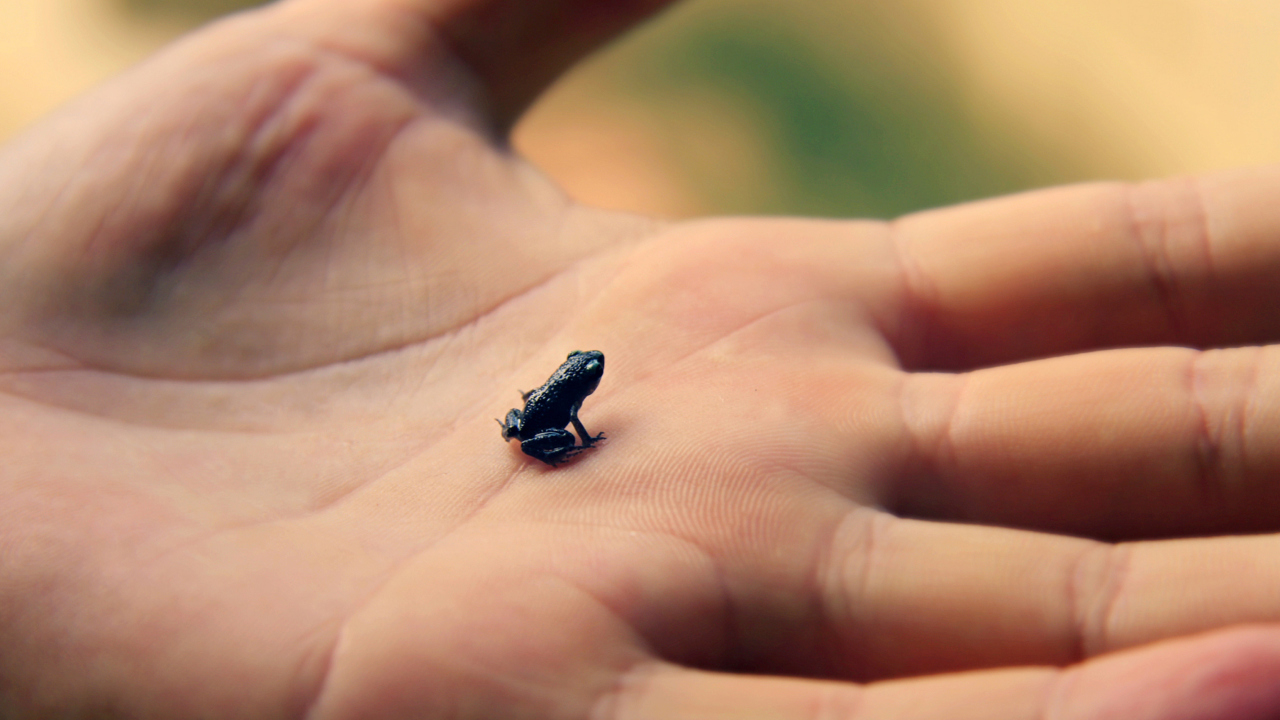Sfondi Little Black Frog 1280x720