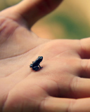 Little Black Frog screenshot #1 128x160
