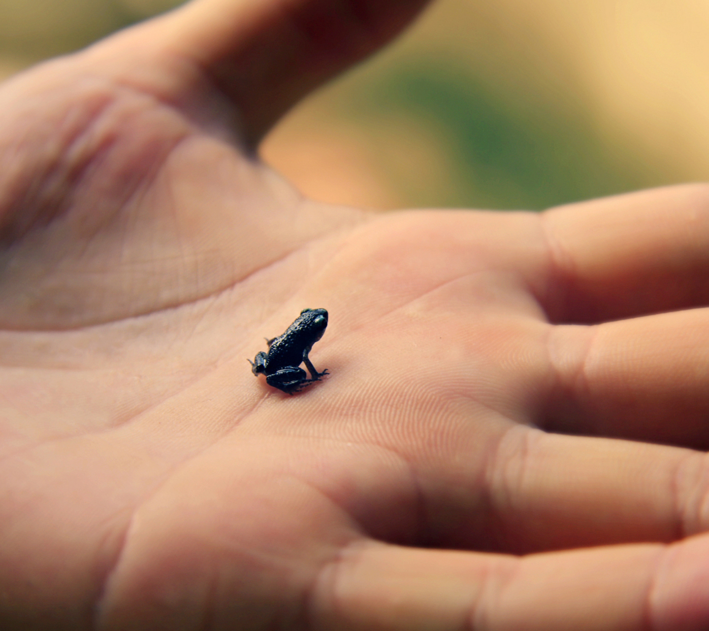 Sfondi Little Black Frog 1440x1280