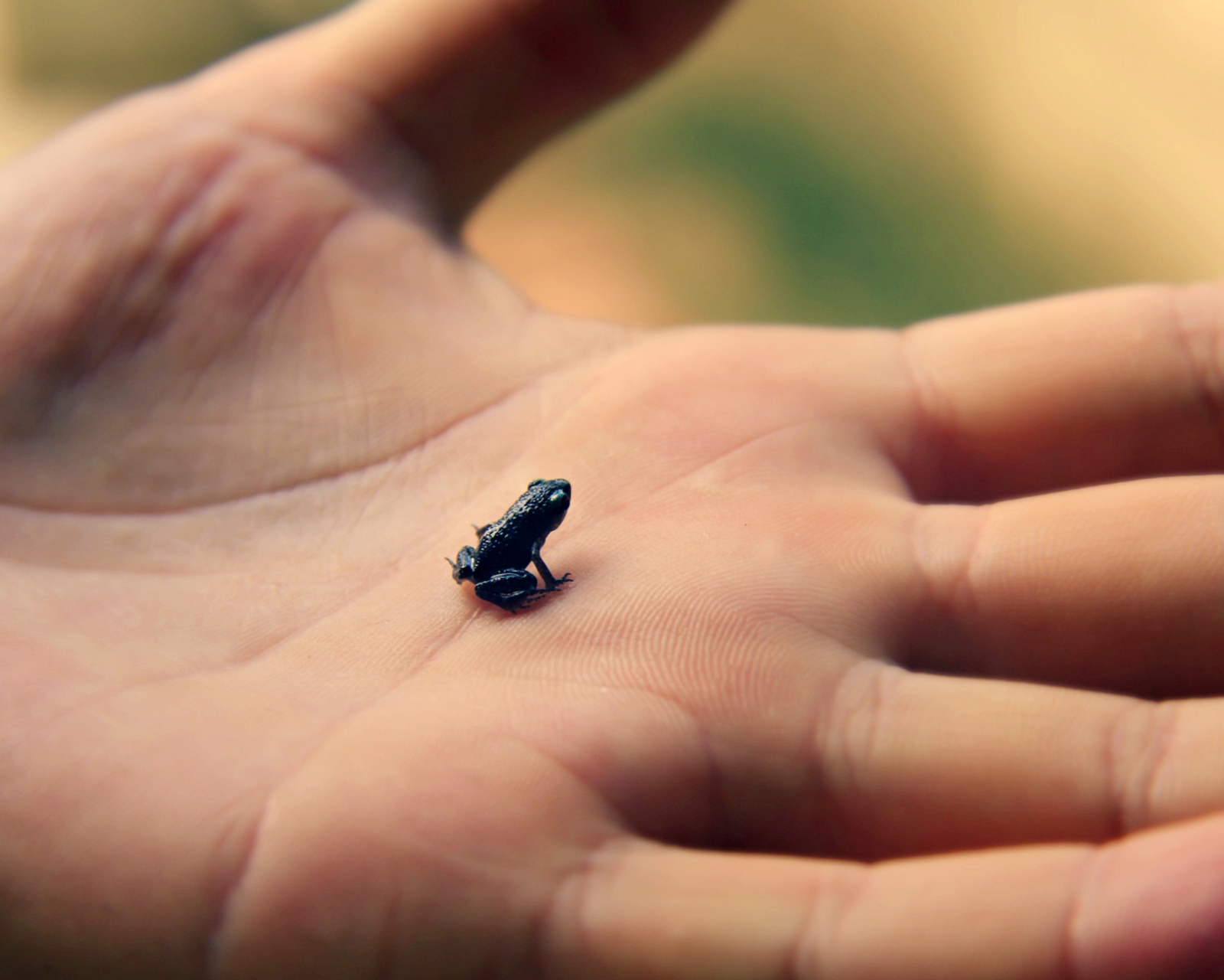 Обои Little Black Frog 1600x1280