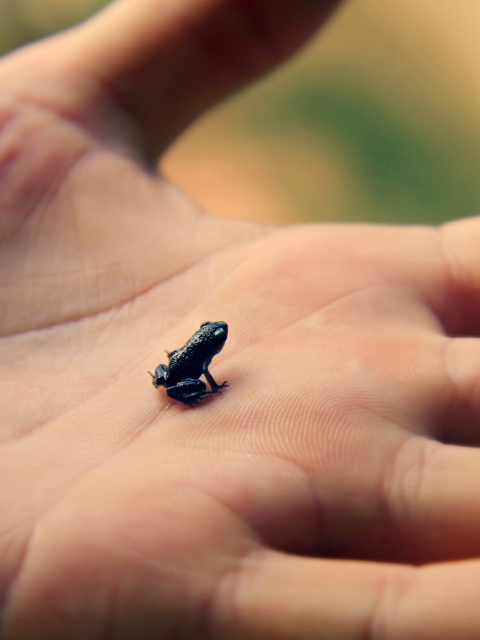 Обои Little Black Frog 480x640