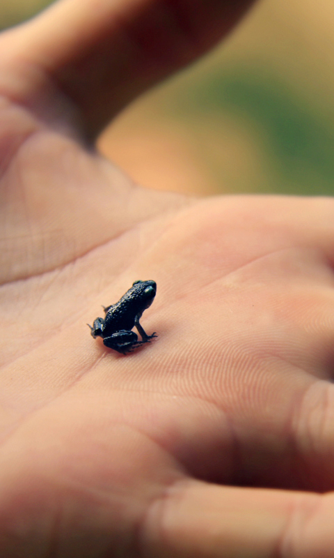 Обои Little Black Frog 480x800