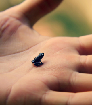 Little Black Frog papel de parede para celular para Nokia Asha 309