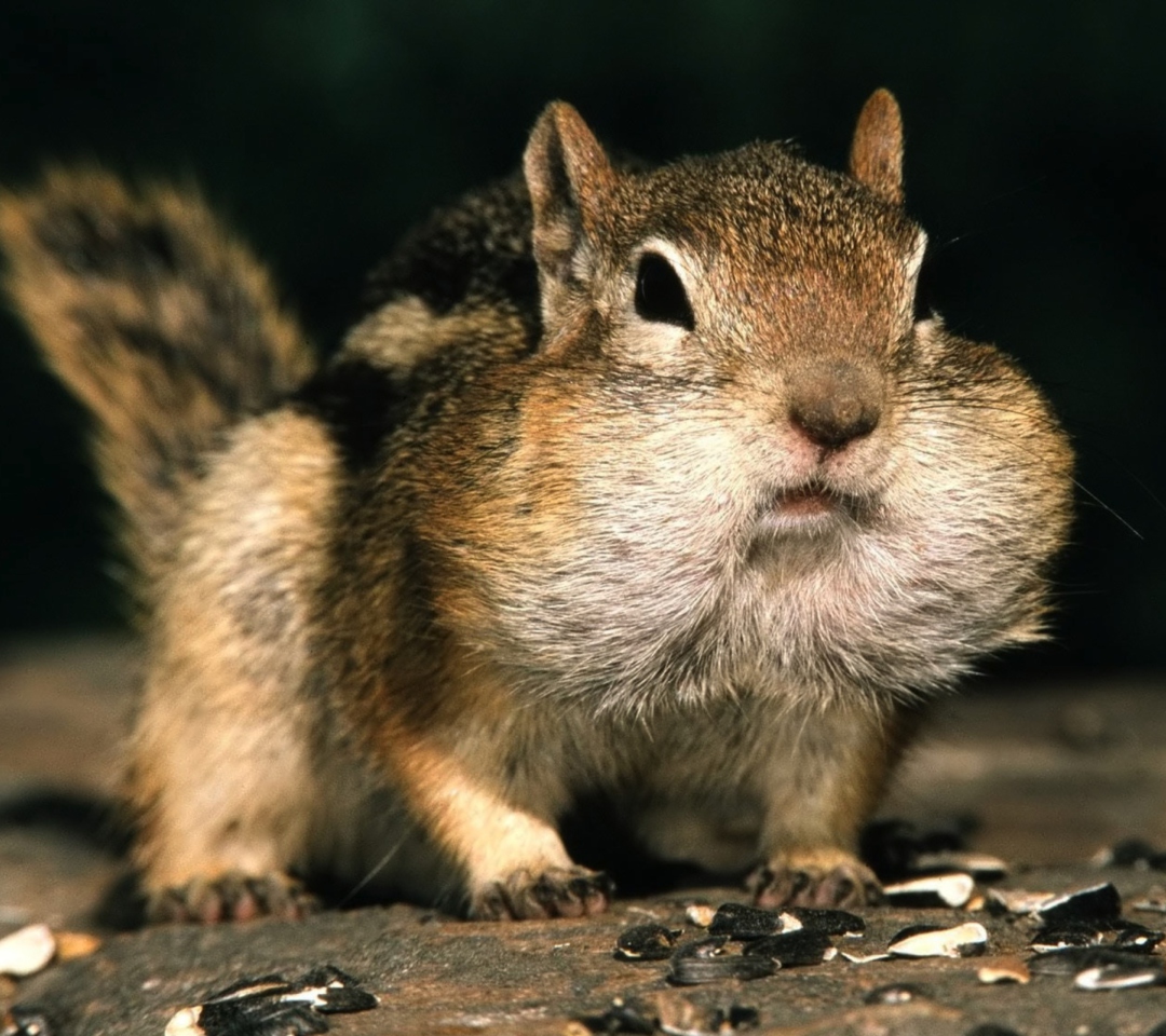 Chipmunk wallpaper 1080x960