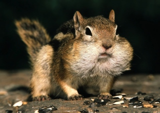 Chipmunk Wallpaper for Android, iPhone and iPad