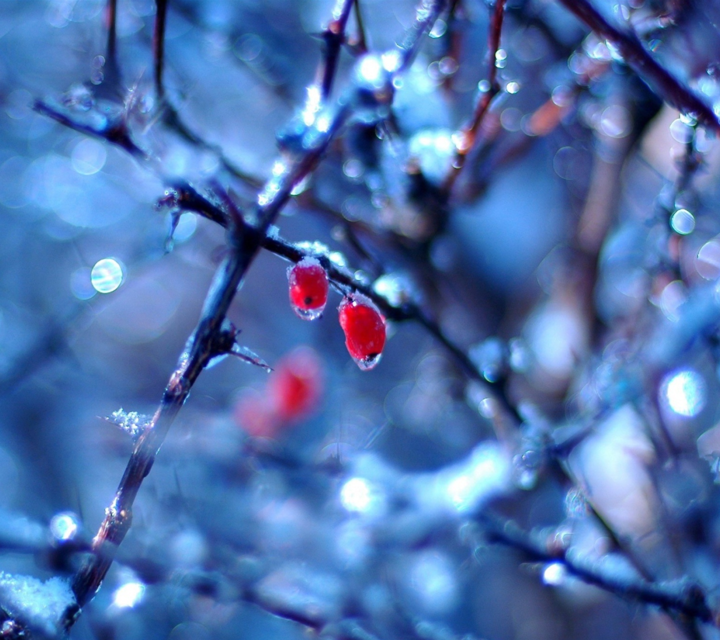Screenshot №1 pro téma Frozen Berries 1440x1280