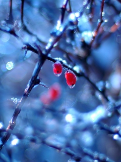 Frozen Berries screenshot #1 240x320