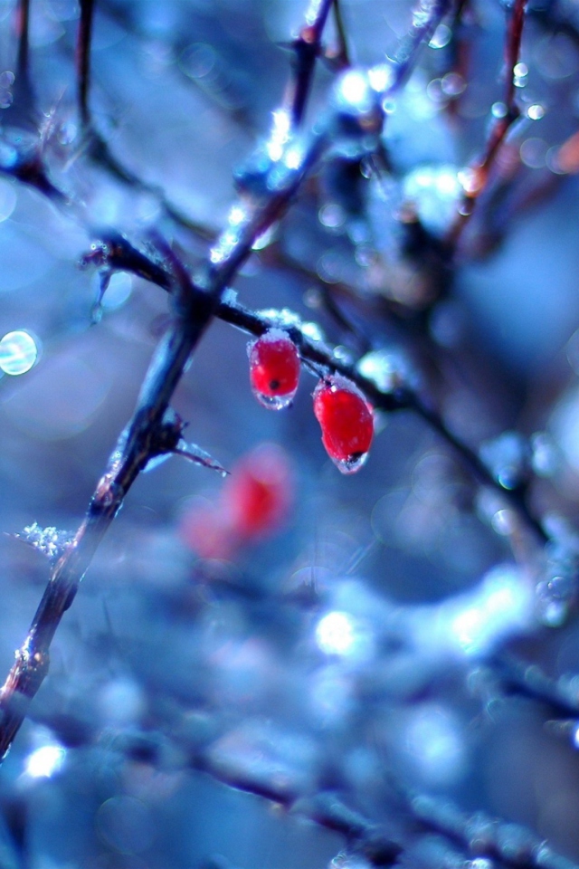 Frozen Berries screenshot #1 640x960