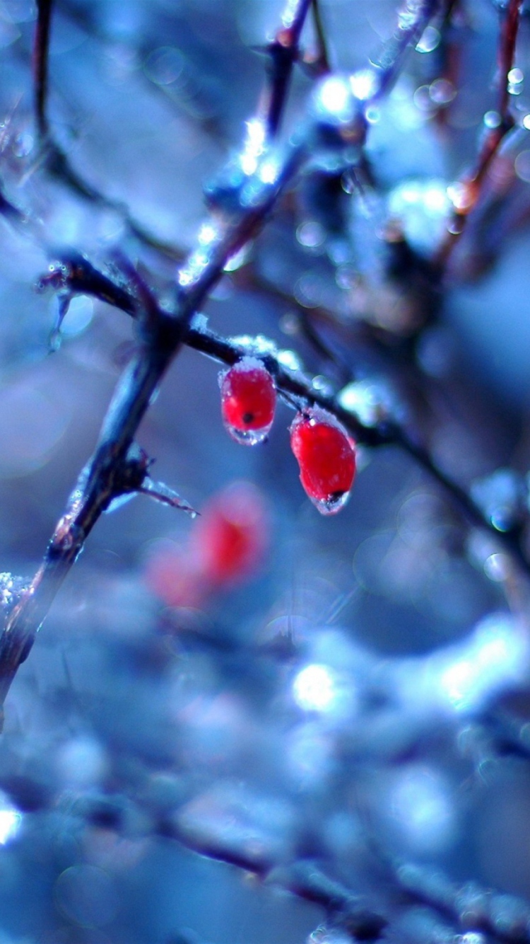 Sfondi Frozen Berries 750x1334