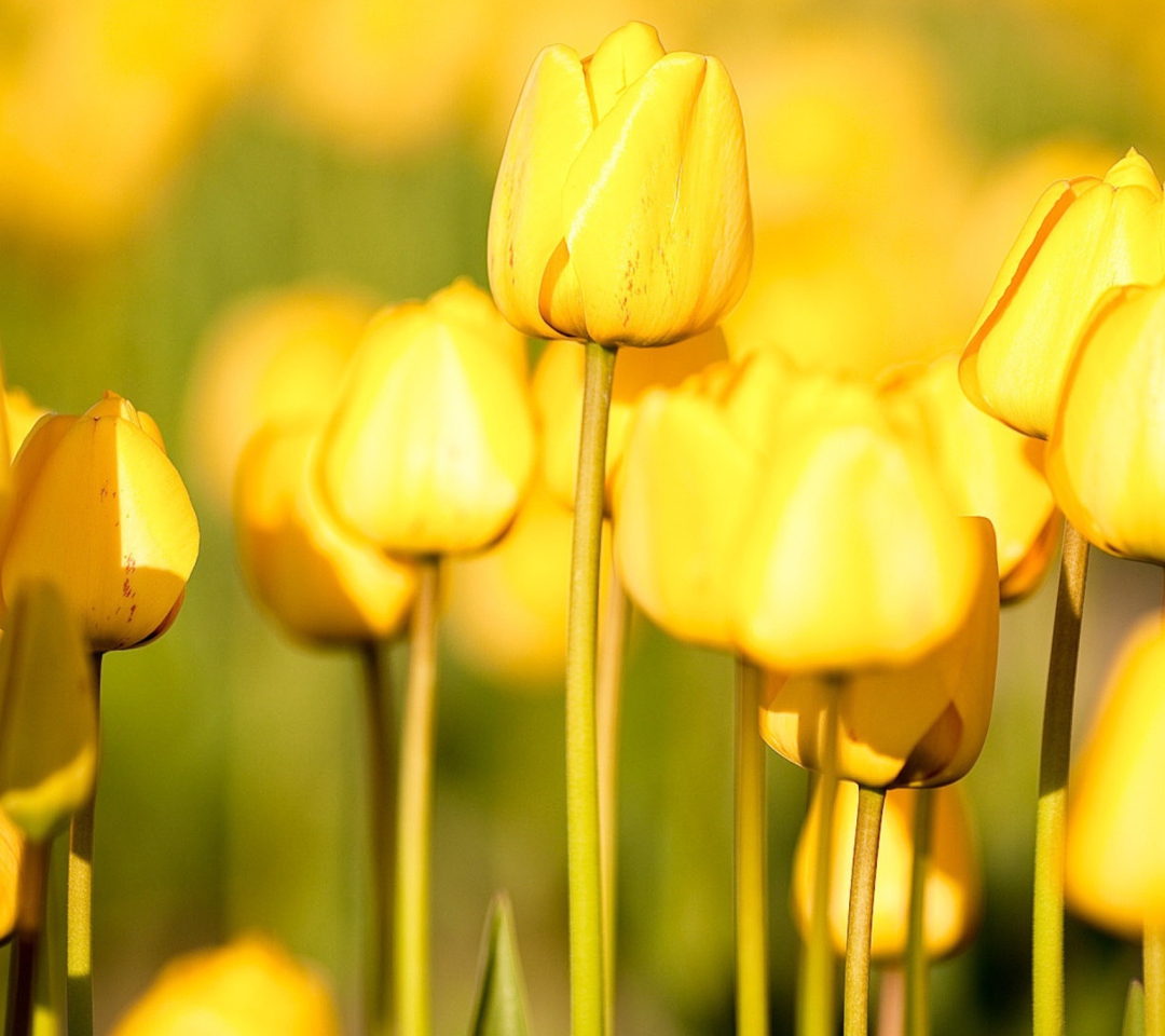 Das Yellow Tulips Wallpaper 1080x960