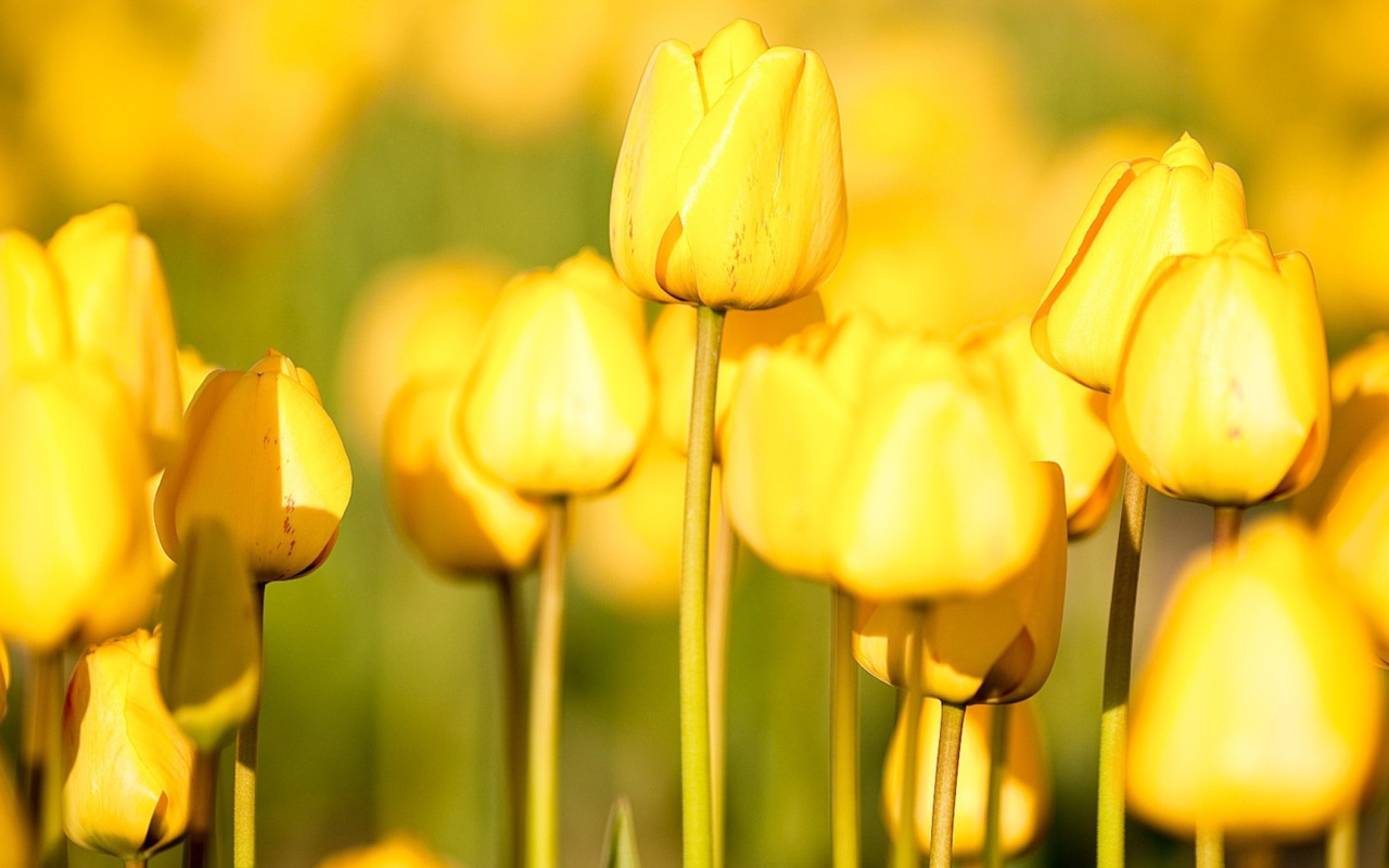 Screenshot №1 pro téma Yellow Tulips 1280x800