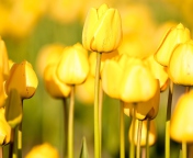 Fondo de pantalla Yellow Tulips 176x144