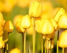 Fondo de pantalla Yellow Tulips 220x176