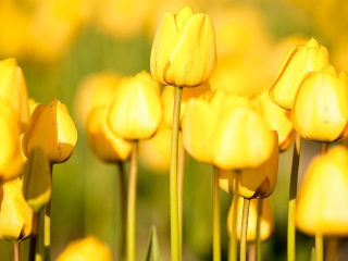 Das Yellow Tulips Wallpaper 320x240