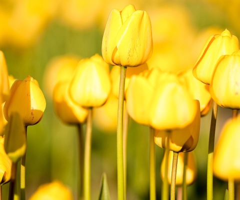 Yellow Tulips screenshot #1 480x400