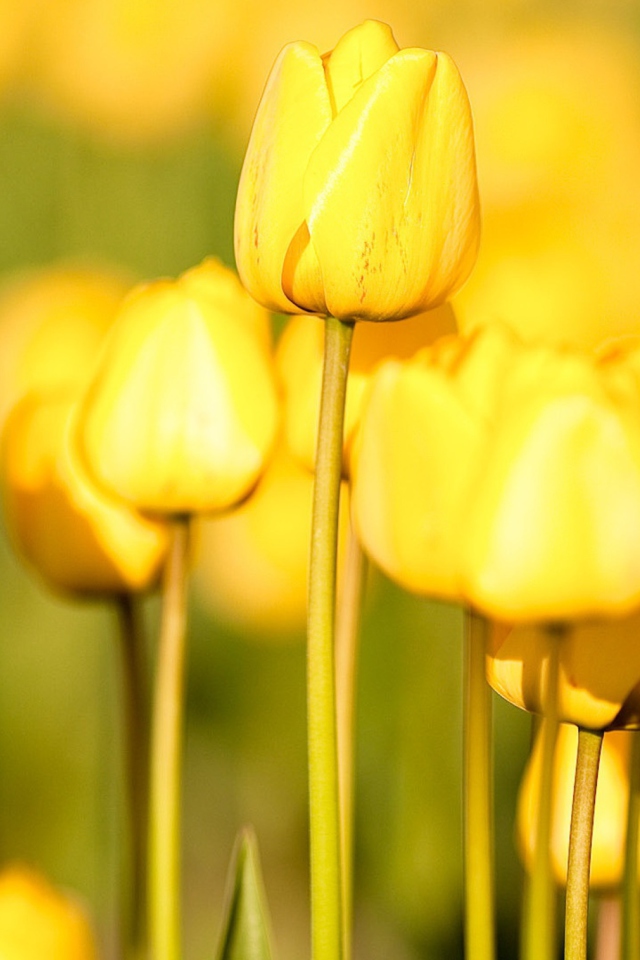 Обои Yellow Tulips 640x960