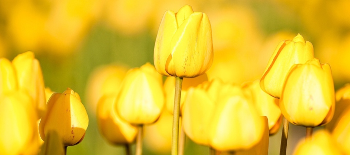 Fondo de pantalla Yellow Tulips 720x320
