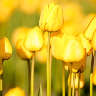 Free Yellow Tulips Picture for iPad