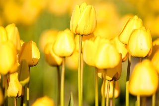 Yellow Tulips papel de parede para celular 