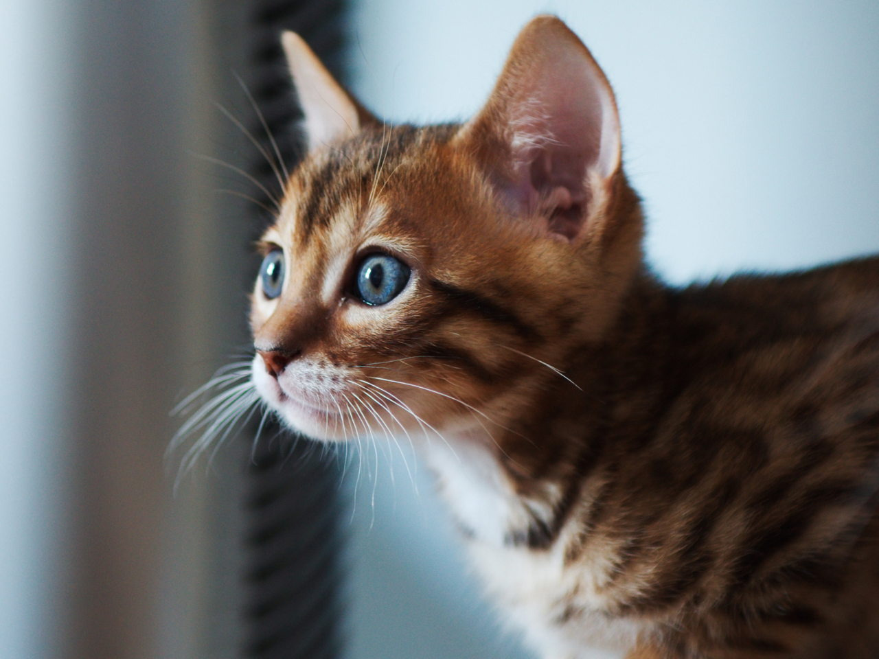 Ginger Kitten With Blue Eyes wallpaper 1280x960