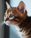 Обои Ginger Kitten With Blue Eyes 128x160