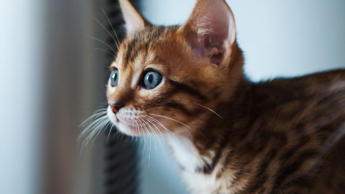 Ginger Kitten With Blue Eyes screenshot #1 1366x768