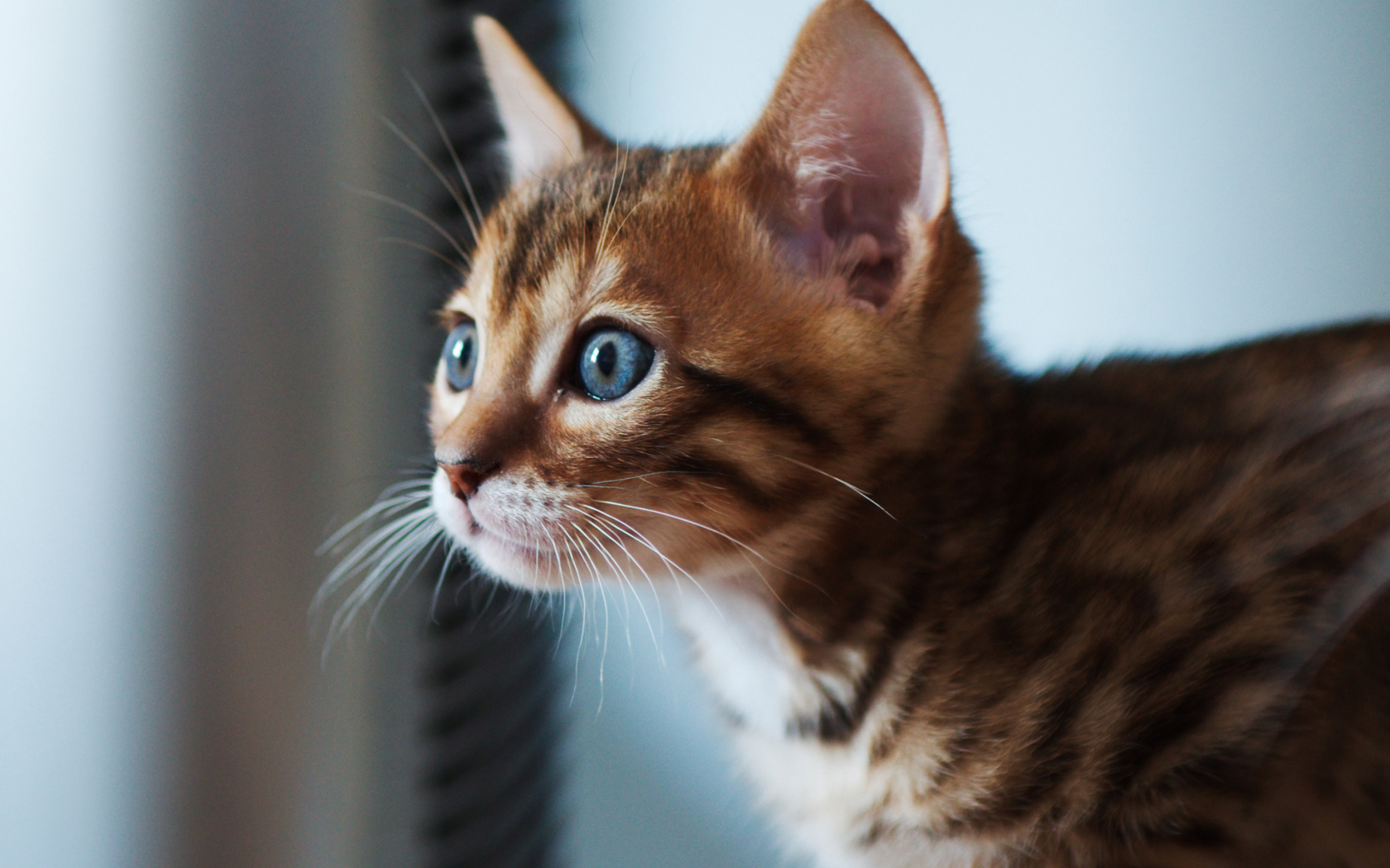 Обои Ginger Kitten With Blue Eyes 1680x1050