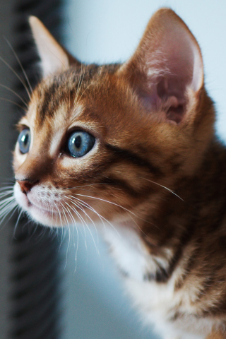 Обои Ginger Kitten With Blue Eyes 320x480