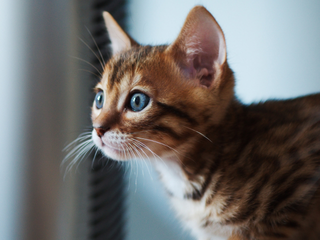 Fondo de pantalla Ginger Kitten With Blue Eyes 640x480