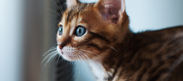 Ginger Kitten With Blue Eyes wallpaper 720x320