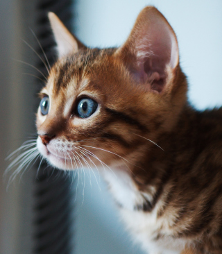 Ginger Kitten With Blue Eyes sfondi gratuiti per HTC Pure