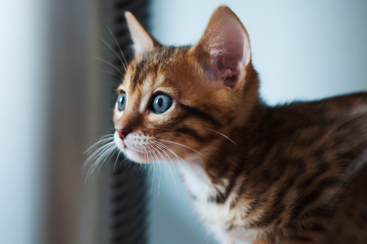 Sfondi Ginger Kitten With Blue Eyes