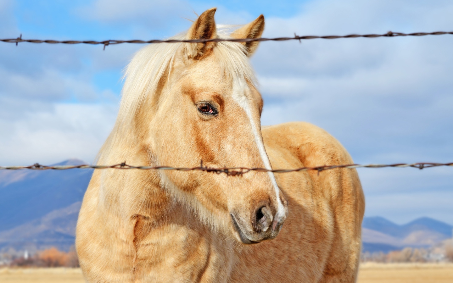 Fondo de pantalla Golden Horse 1440x900