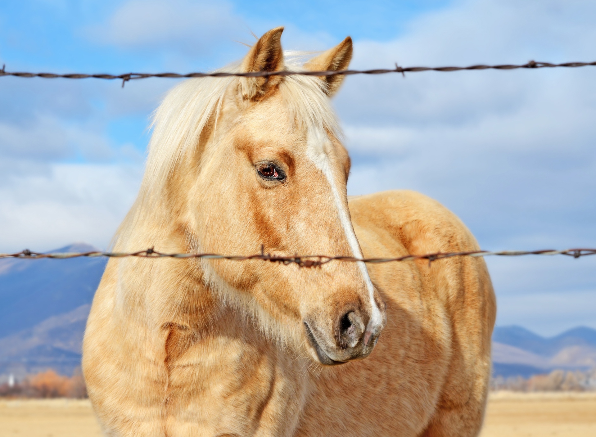 Sfondi Golden Horse 1920x1408