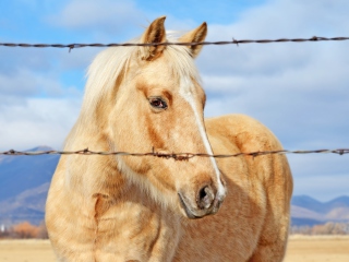 Golden Horse wallpaper 320x240