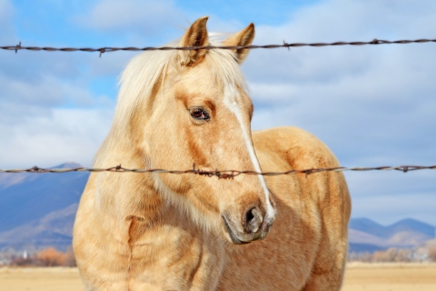 Sfondi Golden Horse 480x320