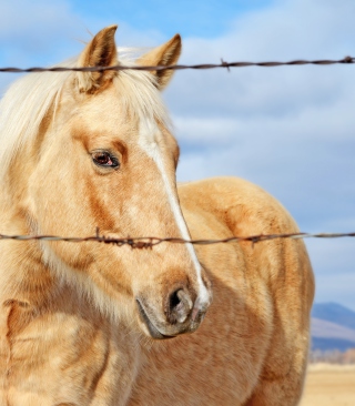 Golden Horse - Obrázkek zdarma pro 240x320