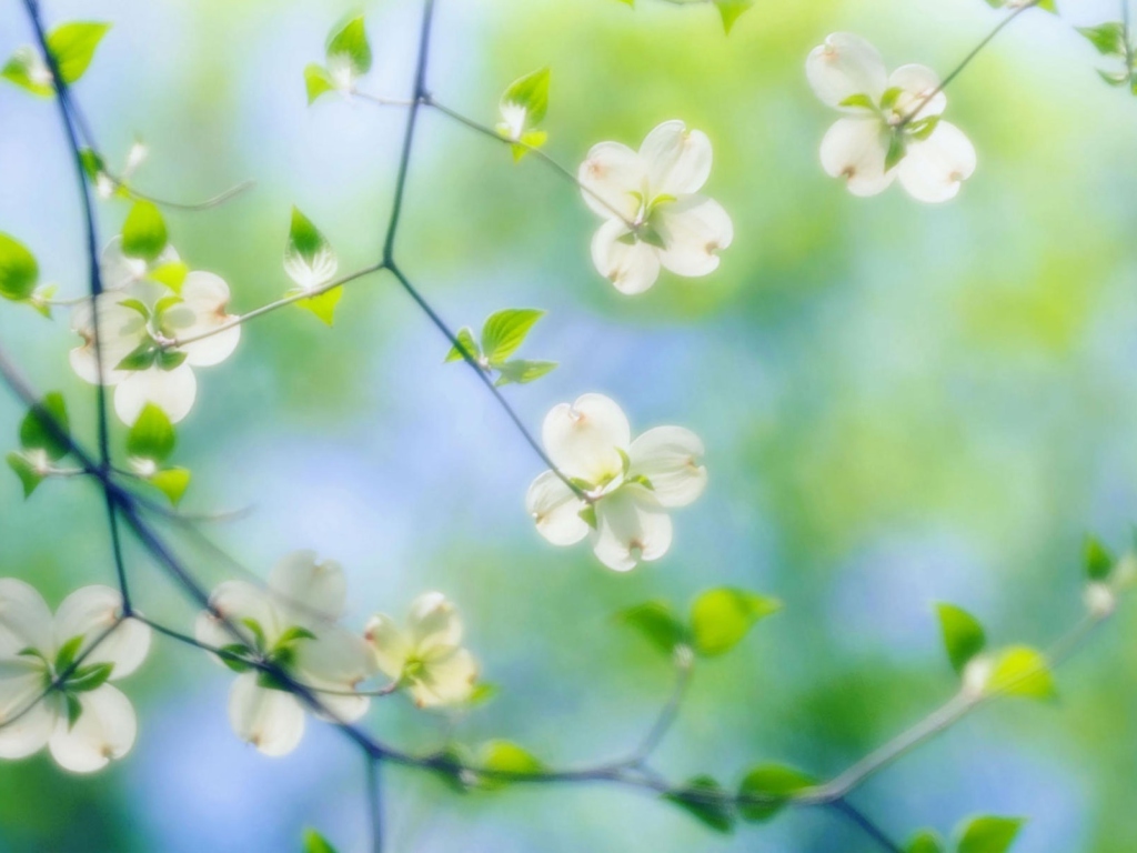 White Dogwood Blossoms screenshot #1 1024x768